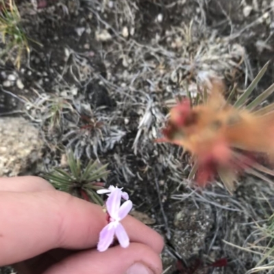 Stylidium montanum (alpine triggerplant) at Cotter River, ACT - 6 Mar 2021 by Tapirlord