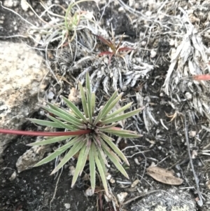 Stylidium montanum at Cotter River, ACT - suppressed