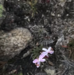 Stylidium montanum at Cotter River, ACT - suppressed