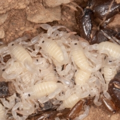 Urodacus manicatus (Black Rock Scorpion) at Sutton, NSW - 11 Mar 2021 by rawshorty