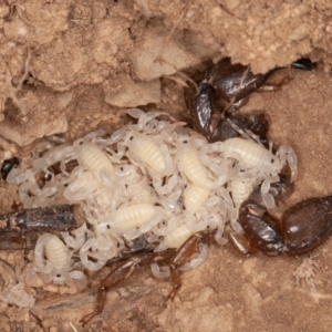 Urodacus manicatus at Sutton, NSW - 12 Mar 2021