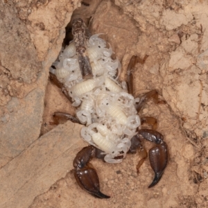 Urodacus manicatus at Sutton, NSW - 12 Mar 2021