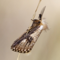 Epicoma (genus) (Unidentified Prominent moth) at Illilanga & Baroona - 9 Jan 2021 by Illilanga