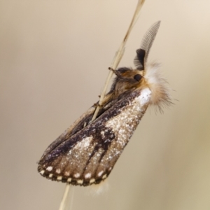 Epicoma (genus) at Michelago, NSW - 10 Jan 2021