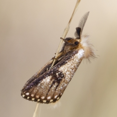 Epicoma (genus) (Unidentified Prominent moth) at Michelago, NSW - 10 Jan 2021 by Illilanga