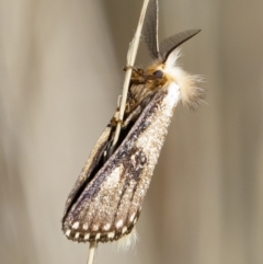 Epicoma (genus) at Michelago, NSW - 10 Jan 2021