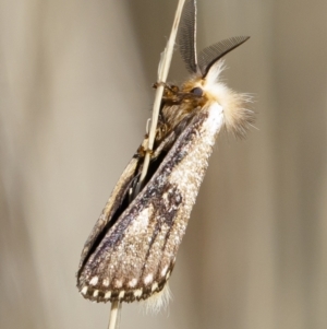 Epicoma (genus) at Michelago, NSW - 10 Jan 2021