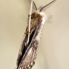 Epicoma (genus) at Michelago, NSW - 10 Jan 2021