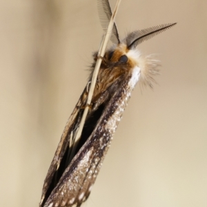 Epicoma (genus) at Michelago, NSW - 10 Jan 2021