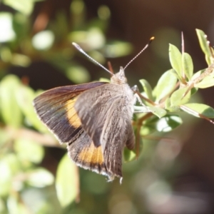 Paralucia pyrodiscus at Michelago, NSW - 27 Dec 2020