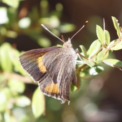 Paralucia pyrodiscus (Fiery Copper) at Michelago, NSW - 26 Dec 2020 by Illilanga