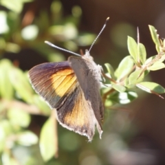 Paralucia pyrodiscus at Michelago, NSW - 27 Dec 2020