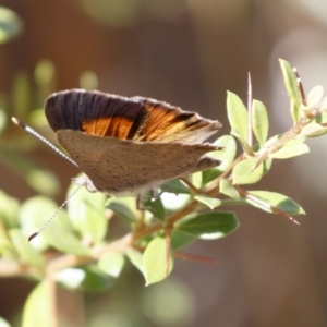 Paralucia pyrodiscus at Michelago, NSW - 27 Dec 2020