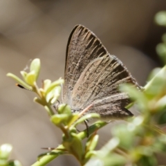 Paralucia pyrodiscus at Michelago, NSW - 27 Dec 2020