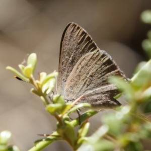 Paralucia pyrodiscus at Michelago, NSW - 27 Dec 2020