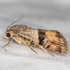 Ozarba chrysaspis at Melba, ACT - 28 Feb 2021