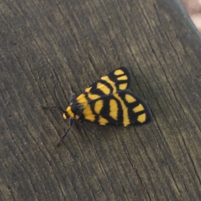 Asura lydia (Lydia Lichen Moth) at Michelago, NSW - 5 Mar 2021 by Illilanga