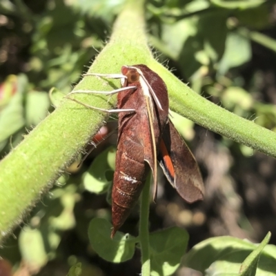 Hippotion scrofa (Coprosma Hawk Moth) at Illilanga & Baroona - 3 Mar 2021 by Illilanga