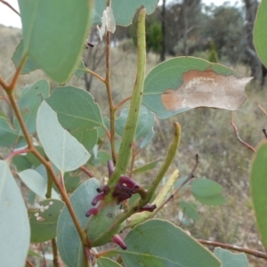 Apiomorpha munita at Theodore, ACT - 12 Mar 2021 12:25 PM