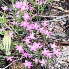 Centaurium erythraea (Common Centaury) at Booth, ACT - 11 Mar 2021 by KMcCue