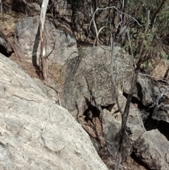 Wallabia bicolor (Swamp Wallaby) at Albury - 12 Mar 2021 by AlburyCityEnviros