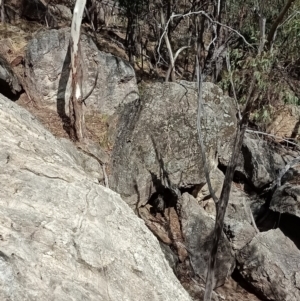 Wallabia bicolor at Nail Can Hill - 12 Mar 2021