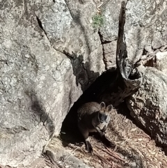 Wallabia bicolor at Nail Can Hill - suppressed