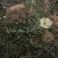 Argemone ochroleuca subsp. ochroleuca (Mexican Poppy, Prickly Poppy) at Illilanga & Baroona - 27 Feb 2021 by Illilanga