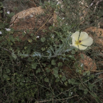 Argemone ochroleuca subsp. ochroleuca (Mexican Poppy, Prickly Poppy) at Michelago, NSW - 27 Feb 2021 by Illilanga
