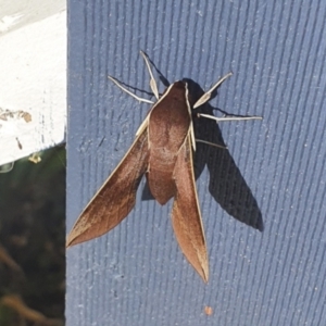 Hippotion scrofa at Michelago, NSW - 8 Mar 2021 02:33 PM