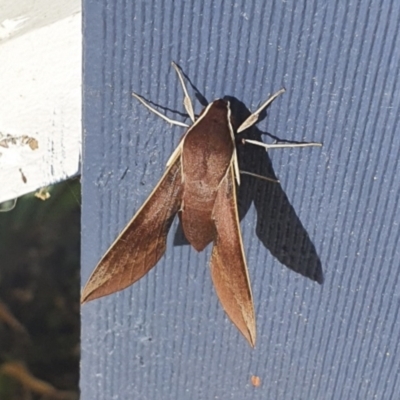 Hippotion scrofa (Coprosma Hawk Moth) at Illilanga & Baroona - 8 Mar 2021 by Illilanga