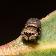 Simaethula sp. (genus) (A jumping spider) at Latham, ACT - 12 Mar 2021 by Roger