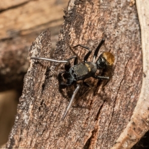 Myrmarachne luctuosa at Latham, ACT - 12 Mar 2021 12:56 PM