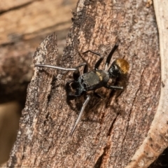Myrmarachne luctuosa (Polyrachis Ant Mimic Spider) at Latham, ACT - 12 Mar 2021 by Roger