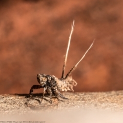 Fulgoroidea (superfamily) (Unidentified fulgoroid planthopper) at Latham, ACT - 12 Mar 2021 by Roger