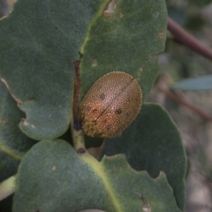 Paropsis atomaria (Eucalyptus leaf beetle) at Illilanga & Baroona - 27 Feb 2021 by Illilanga