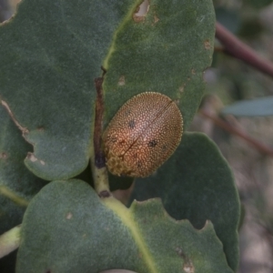 Paropsis atomaria at Michelago, NSW - 27 Feb 2021