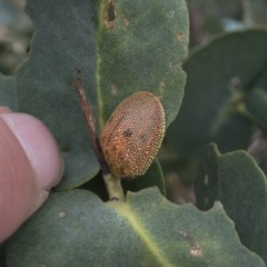 Paropsis atomaria at Michelago, NSW - 27 Feb 2021