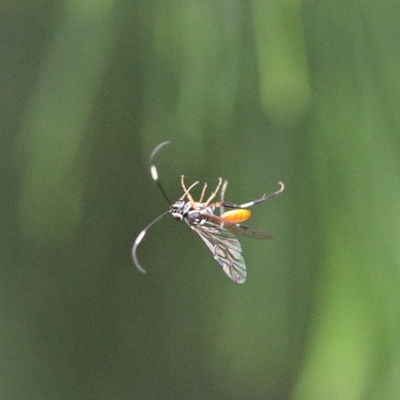 Ichneumonidae (family) (Unidentified ichneumon wasp) at O'Connor, ACT - 11 Mar 2021 by ConBoekel