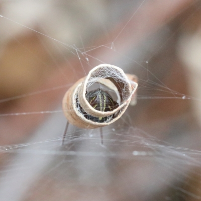 Phonognatha graeffei (Leaf Curling Spider) at Dryandra St Woodland - 11 Mar 2021 by ConBoekel
