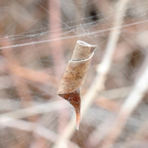 Phonognatha graeffei at O'Connor, ACT - 12 Mar 2021