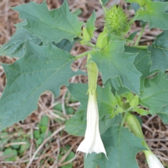 Datura stramonium (Common Thornapple) at Dryandra St Woodland - 12 Mar 2021 by ConBoekel