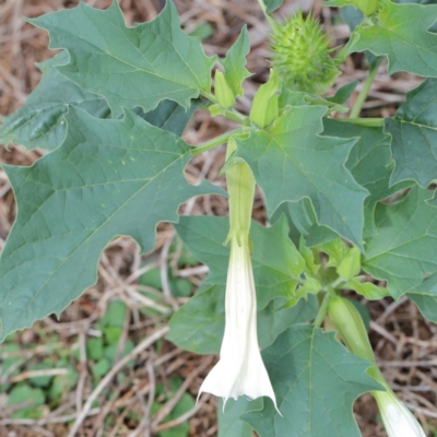 Datura stramonium (Common Thornapple) at Dryandra St Woodland - 12 Mar 2021 by ConBoekel