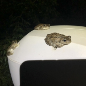 Litoria peronii at Illilanga & Baroona - 1 Mar 2020