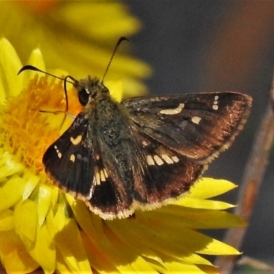 Dispar compacta (Barred Skipper) at ANBG - 1 Mar 2021 by JohnBundock