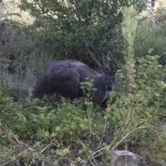 Osphranter robustus (Wallaroo) at Illilanga & Baroona - 21 Jan 2021 by Illilanga