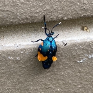 Cebysa leucotelus at Yarralumla, ACT - 11 Mar 2021