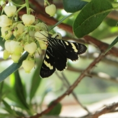 Phalaenoides glycinae (Grapevine Moth) at Hawker, ACT - 12 Mar 2021 by sangio7