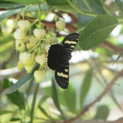 Phalaenoides glycinae at Hawker, ACT - 12 Mar 2021