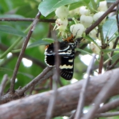 Phalaenoides glycinae at Hawker, ACT - 12 Mar 2021